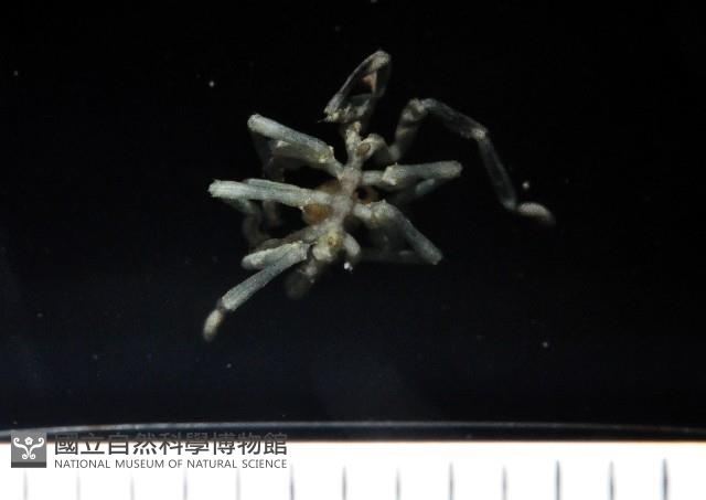 未知種海蜘蛛藏品圖，第4張