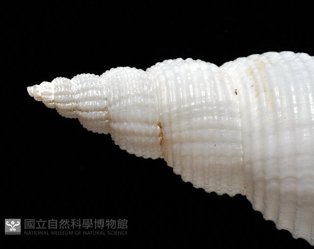 琉球峨螺藏品圖，第4張