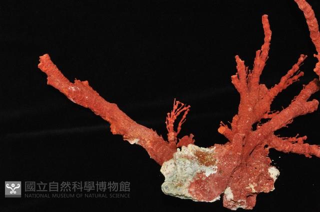 紅扇珊瑚藏品圖，第4張