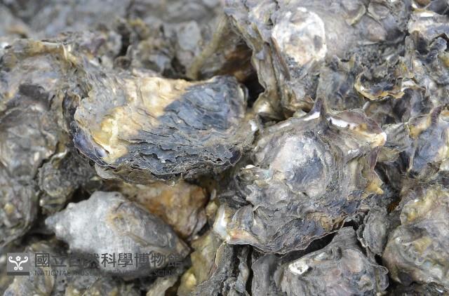 大牡蠣(葡萄牙牡蠣)藏品圖，第4張