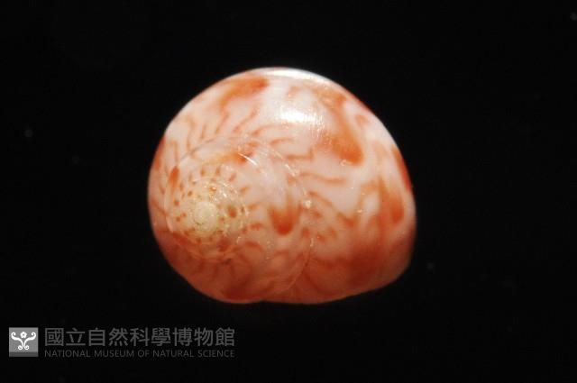 夏伊拉蠑螺藏品圖，第4張
