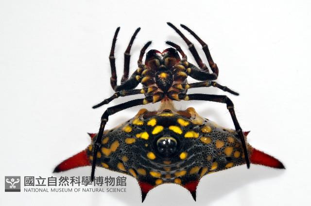 梭德氏棘蜘藏品圖，第4張