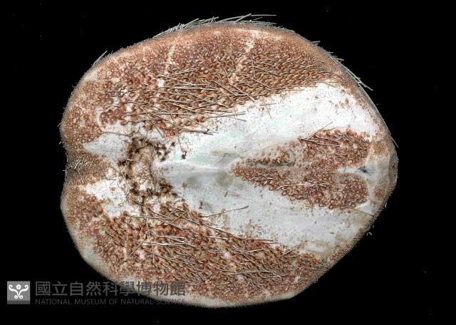 大脆心形海膽藏品圖，第4張