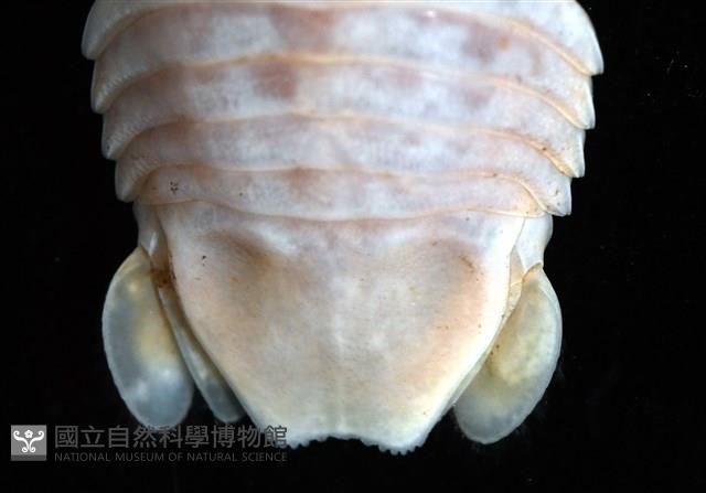 未知種紡錘水虱藏品圖，第4張