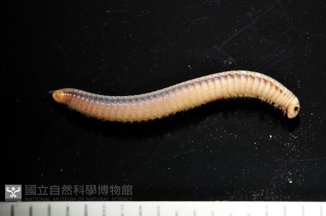 新種臺灣姬馬陸藏品圖，第4張