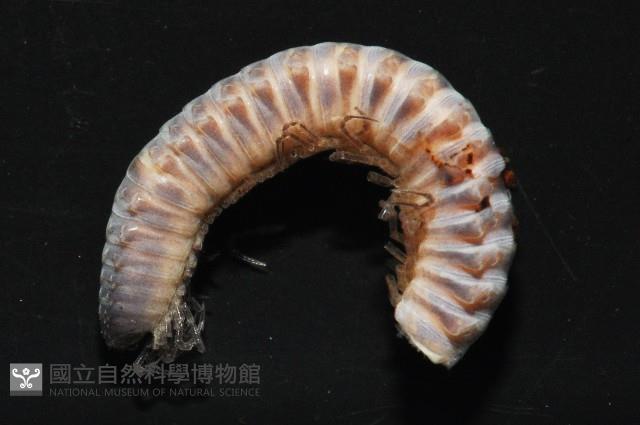 鋸齒東京泡馬陸藏品圖，第4張
