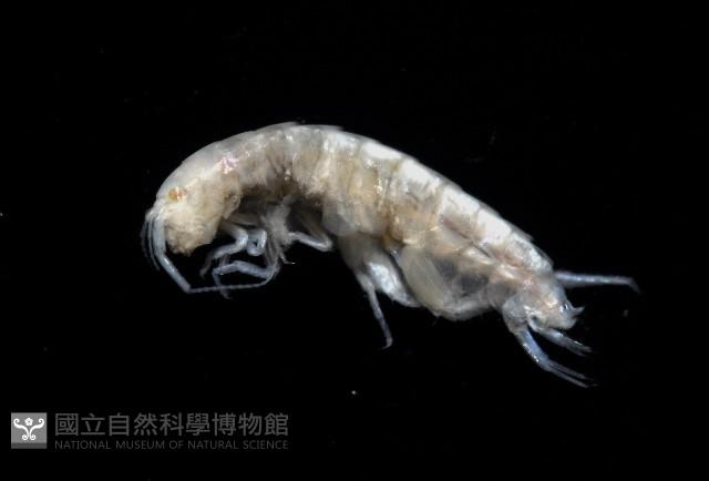 新種擊鉤蝦藏品圖，第4張