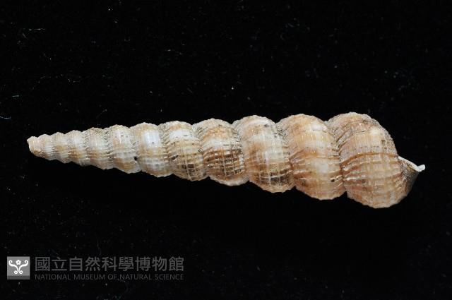 火燄海螄螺藏品圖，第4張