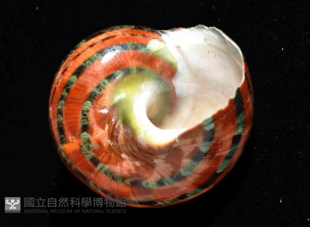 貓眼蠑螺藏品圖，第4張