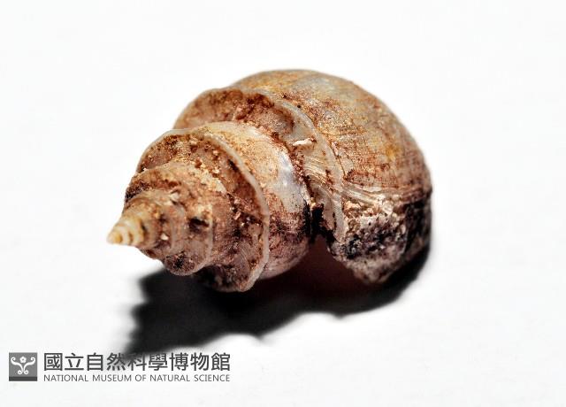 押方麂眼螺藏品圖，第4張