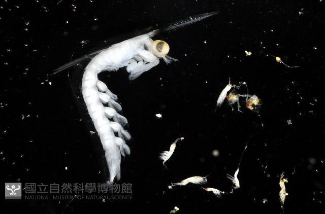 未知種蝦蛄幼生藏品圖，第4張