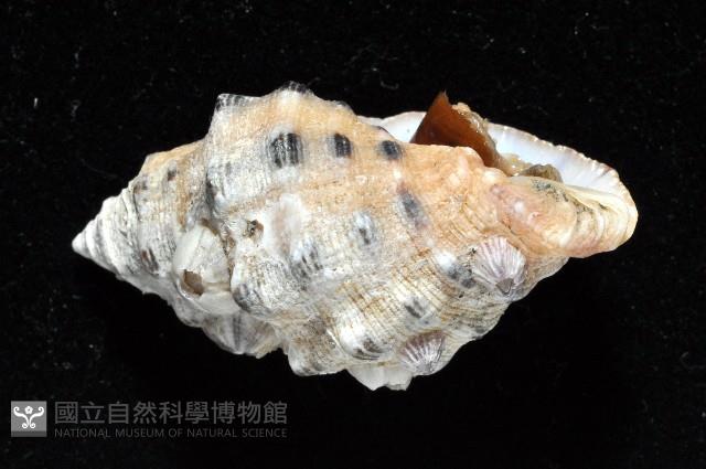 新種岩螺藏品圖，第4張