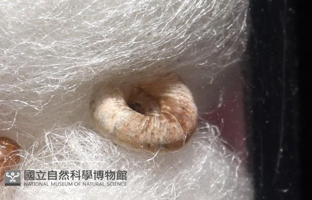 知本錐塔螺藏品圖，第4張