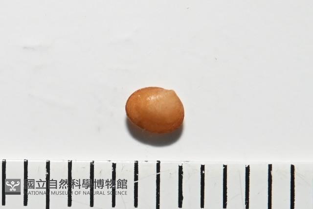 臺灣花瓣蛤藏品圖，第4張
