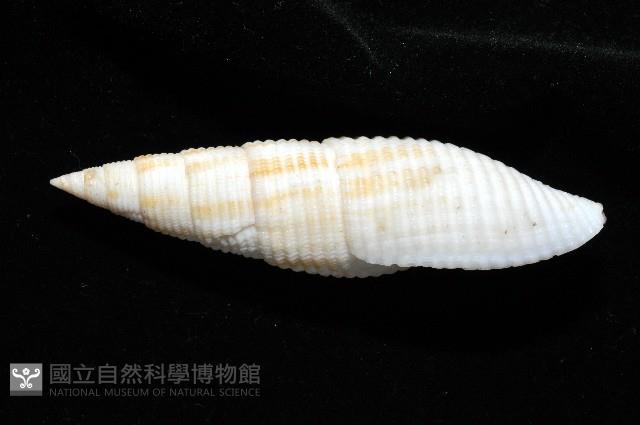 卿祐筆螺藏品圖，第4張