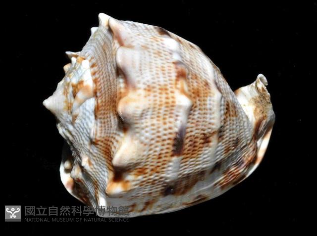 唐冠螺藏品圖，第4張