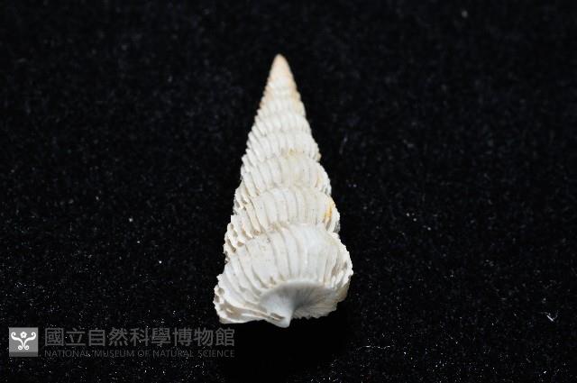 新種海螄螺藏品圖，第4張