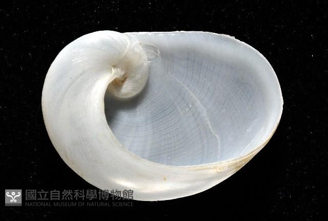 扁耳玉螺(波形扁玉螺)藏品圖，第4張
