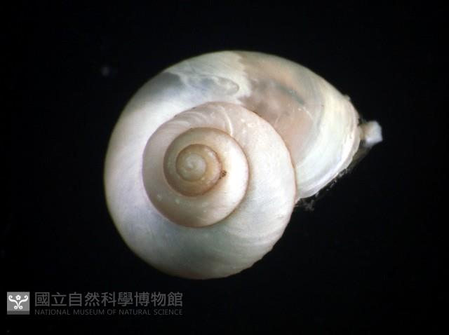 斑青山蝸牛藏品圖，第4張