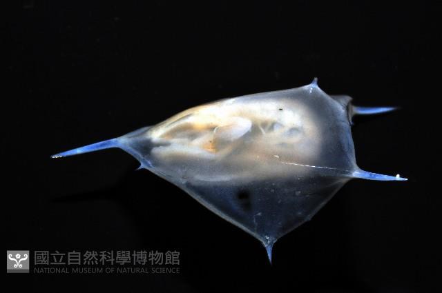 未知種蝦蛄幼生藏品圖，第4張