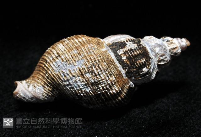 褐皮峨螺藏品圖，第4張