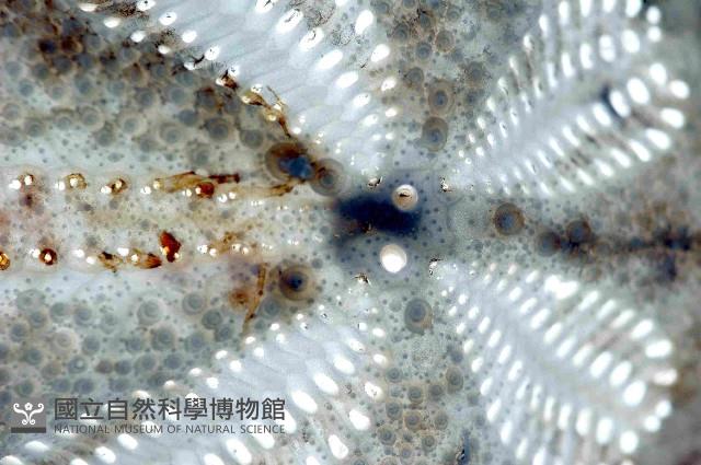 未知種高星海膽藏品圖，第4張