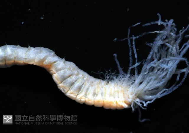 梧棲搓蟄蟲藏品圖，第4張