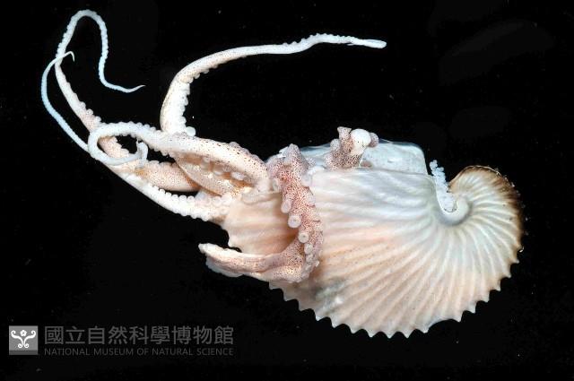 扁船蛸藏品圖，第4張