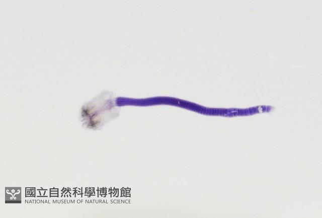 新種棘槽絛蟲藏品圖，第4張