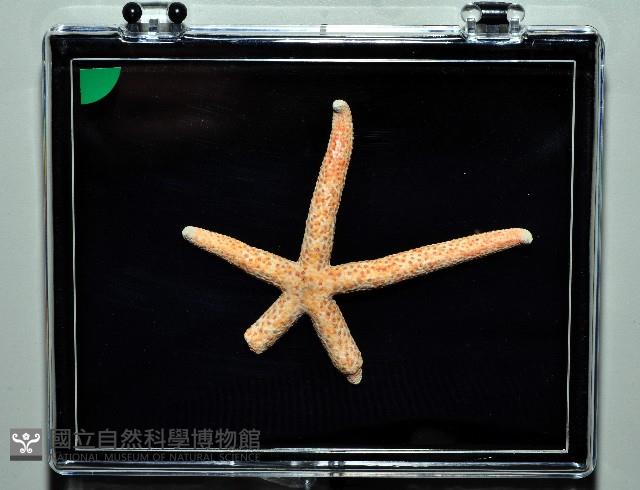 多篩指海星藏品圖，第4張
