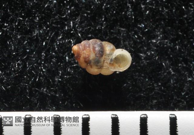 下齒芝麻蝸牛藏品圖，第4張