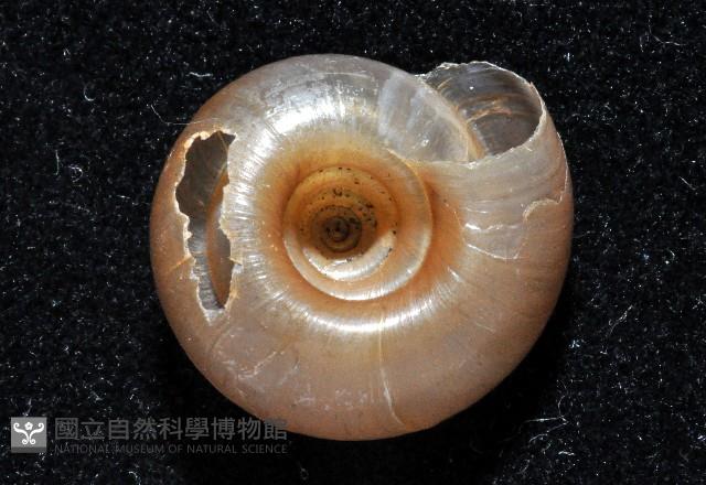彩虹大臍蝸牛藏品圖，第4張