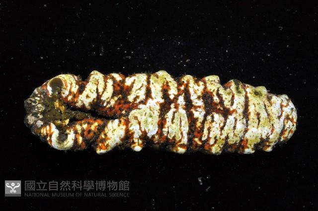 未知種海參藏品圖，第4張