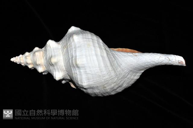 天王赤旋螺藏品圖，第4張