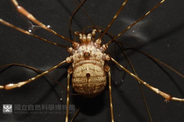 登錄號:007926-00002藏品圖，第4張