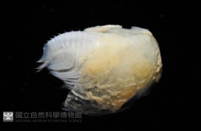 臺灣原蚌蟲藏品圖，第4張