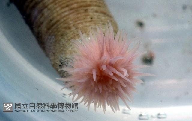未知種管體星蟲藏品圖，第4張