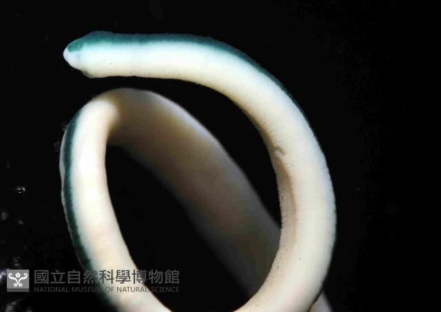 未知種紐蟲藏品圖，第4張