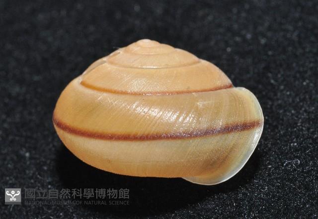 鱗高腰蝸牛(鱗菱蝸牛)藏品圖，第4張
