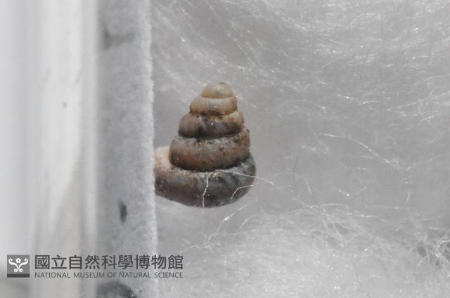 知本小班蝸藏品圖，第4張