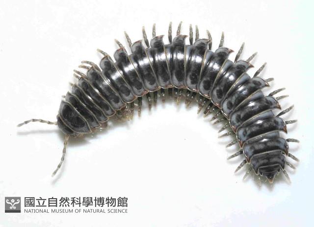 未知種琉球帶馬陸藏品圖，第4張