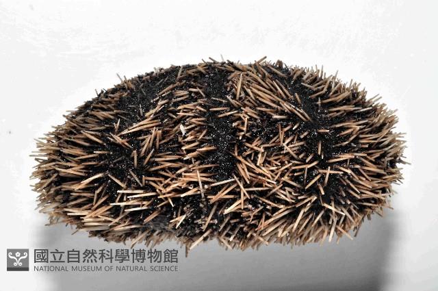 白棘三列海膽藏品圖，第4張