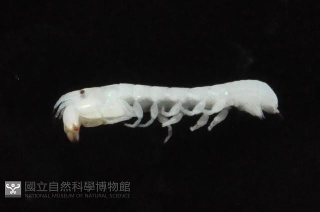 光齒非擬原足蟲藏品圖，第4張