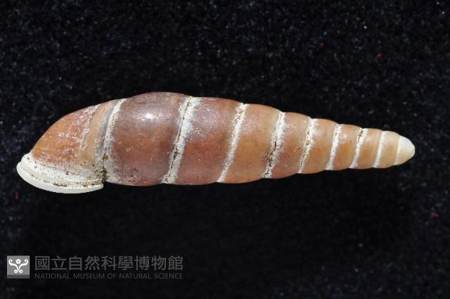 寬敏煙管蝸牛藏品圖，第4張