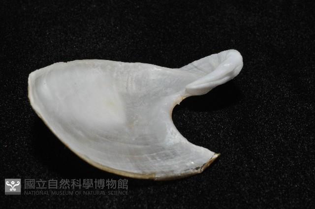龍骨海鹿螺(龍骨截尾海兔)藏品圖，第4張