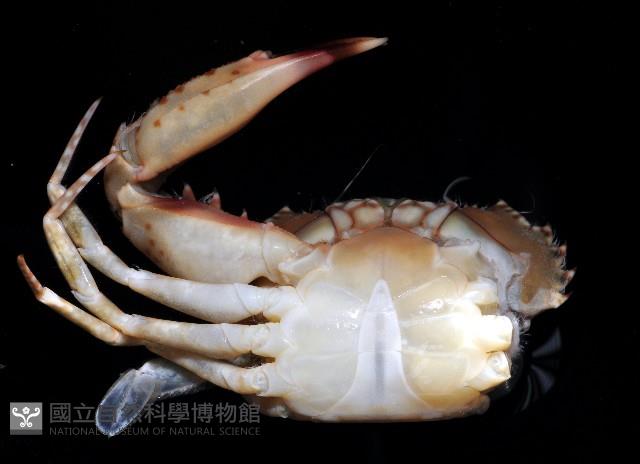 刺手短槳蟹藏品圖，第4張