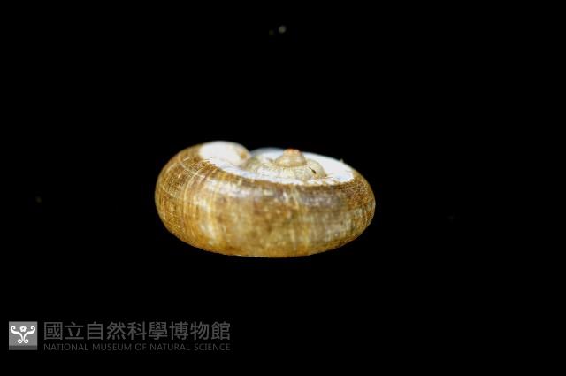 松崗白帶小山蝸牛藏品圖，第4張