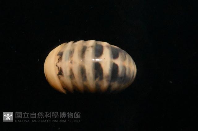 金色木球馬陸藏品圖，第4張
