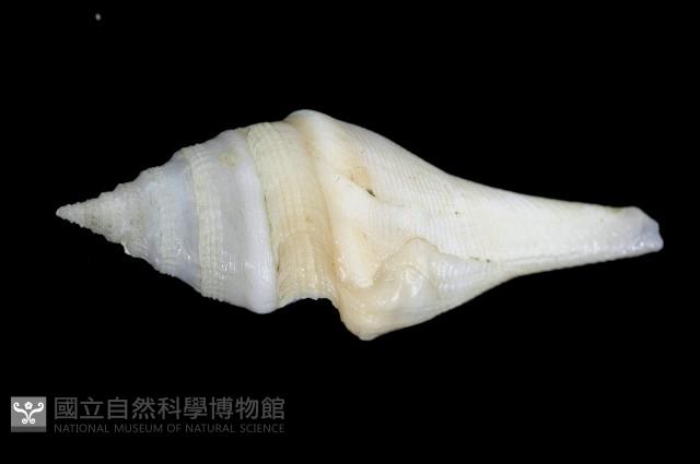 矛形捲管螺藏品圖，第4張
