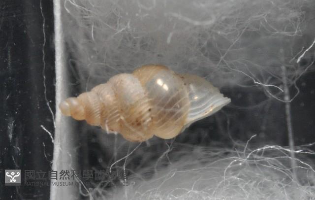 水田芝麻蝸藏品圖，第4張